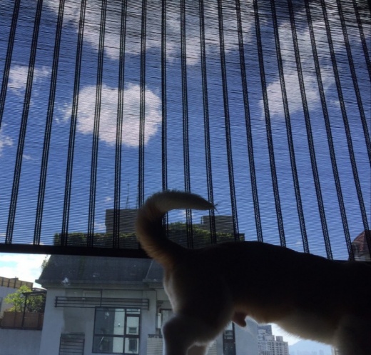 胺基酸純淨液態皂- 寵物專用.真正薰衣草500ml