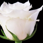 白玫瑰極潤保濕噴露-生技版